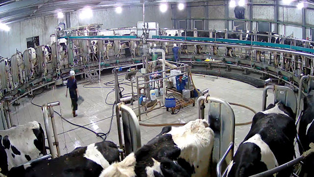 darren morrison share webcam milking photos