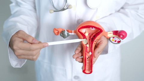 buck cook recommends uterus porn pic