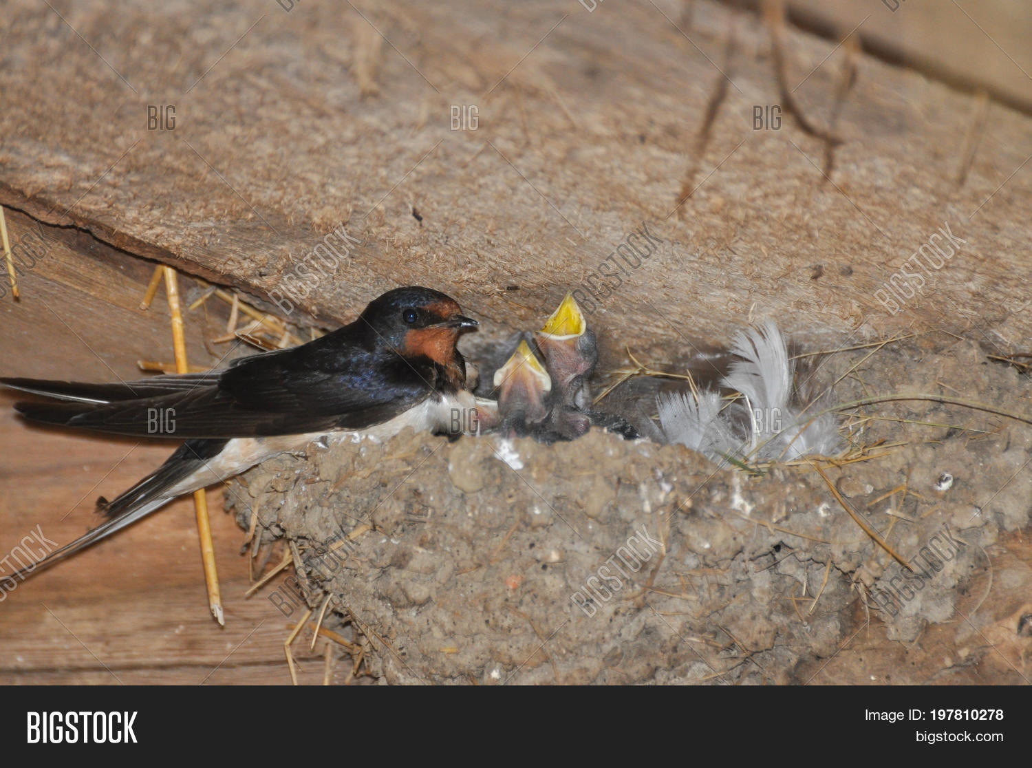 caylin stappenbeck recommends mother swallows pic