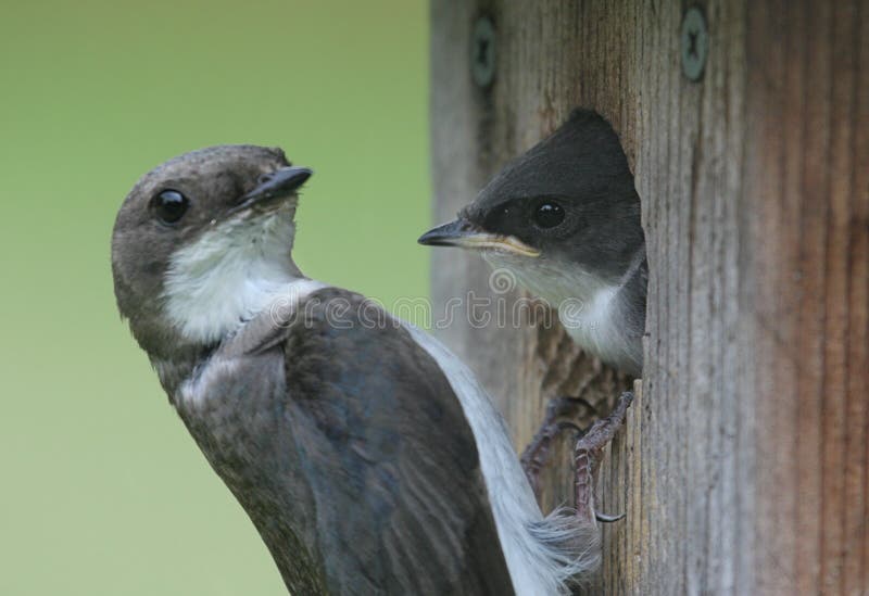 david ebron recommends mother swallows pic