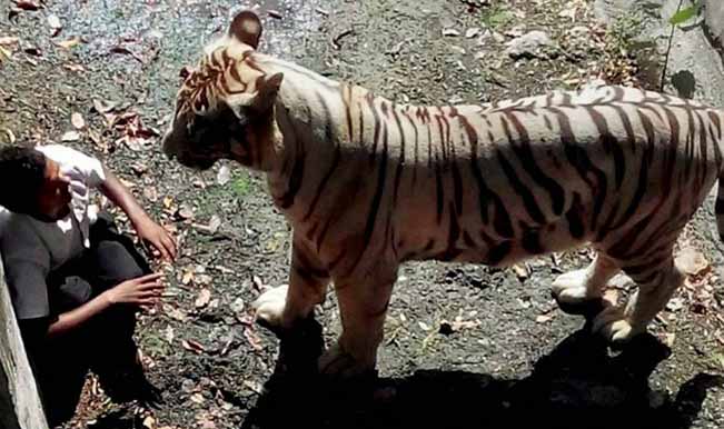alex de a share safari tiger full videos photos