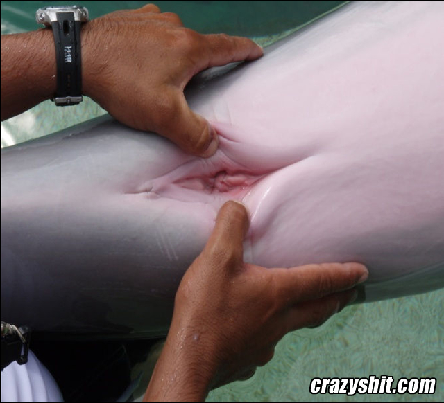 female dolphin porn