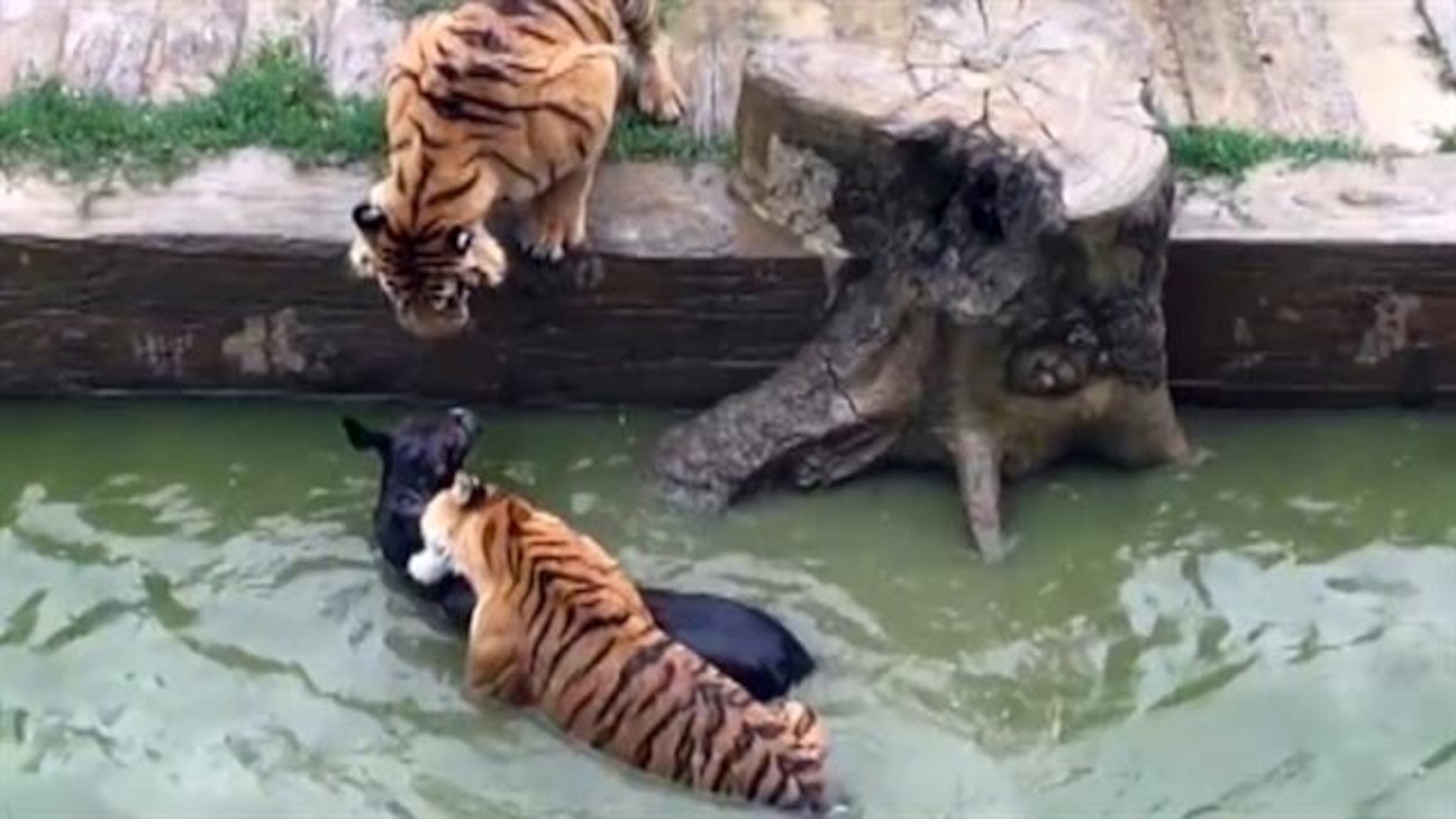 c ramesh babu recommends Safari Tiger Full Videos