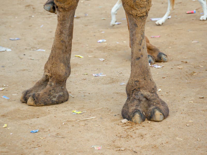abbas al recommends camel toe closeups pic