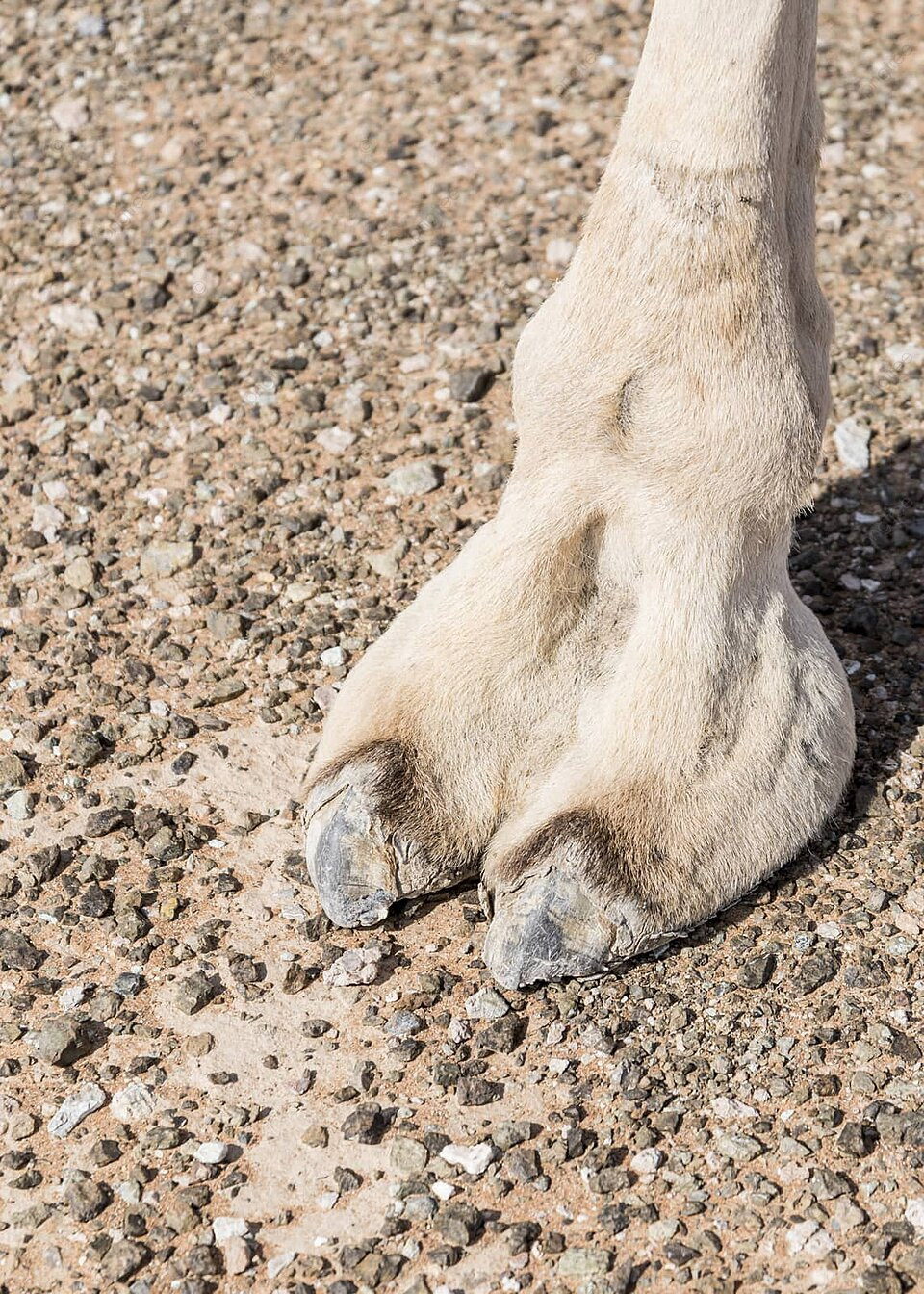 daniel arroyo add camel toe closeups photo