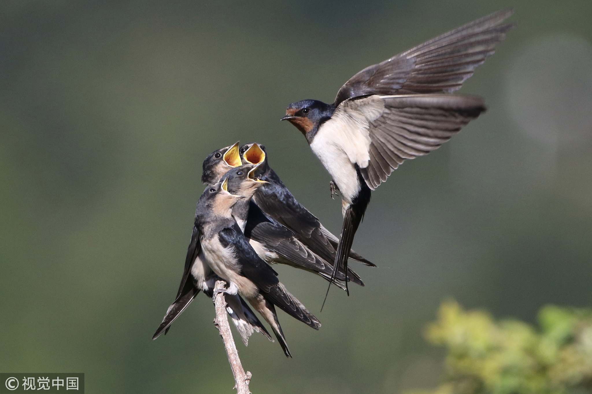 catherine kerwin recommends Mother Swallows