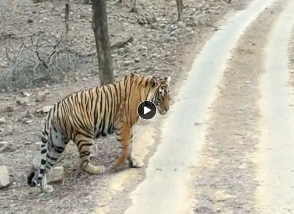 Safari Tiger Full Videos cheater porn