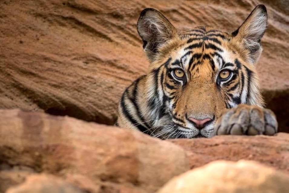 chris shipmon recommends safari tiger bbc pic