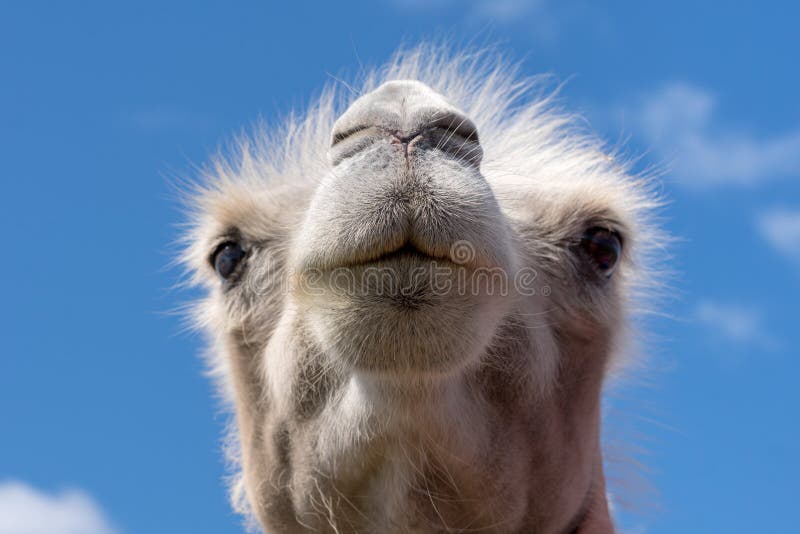 afolasade jinadu recommends Camel Toe Closeups