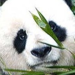 cheryl avery recommends panda porner pic