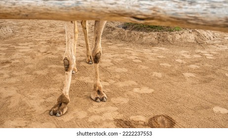 chris toper recommends camel toe closeups pic