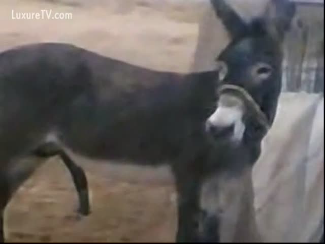 dejan duvnjak recommends donkey blowjob pic