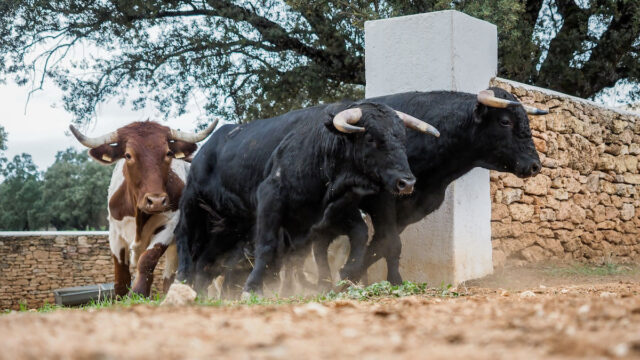 deja monae rucker add photo reverse cow maiden