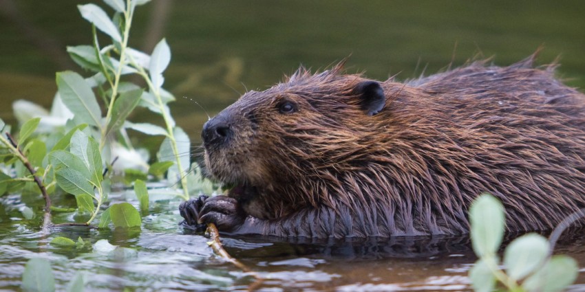 Best of Trimmed beaver