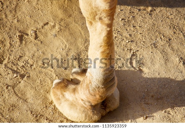 derek odell recommends camel toe closeups pic
