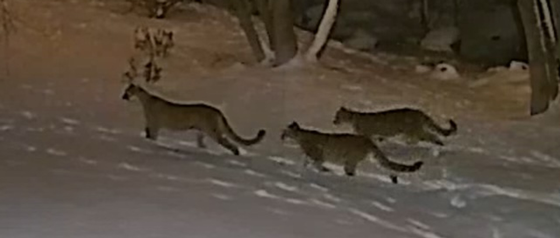 briody harrison share cougar hidden cam photos