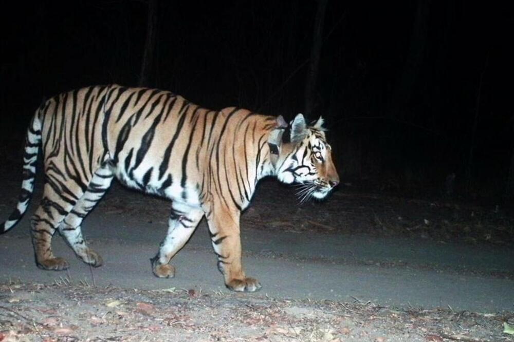 safari tiger bbc
