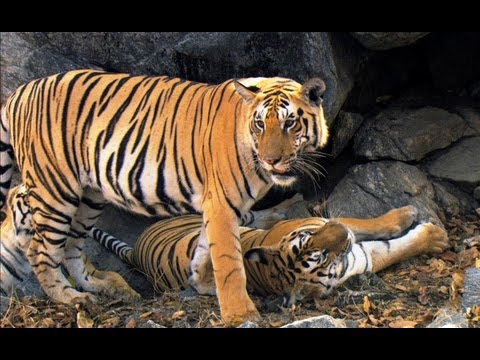 curtis jules add safari tiger bbc photo
