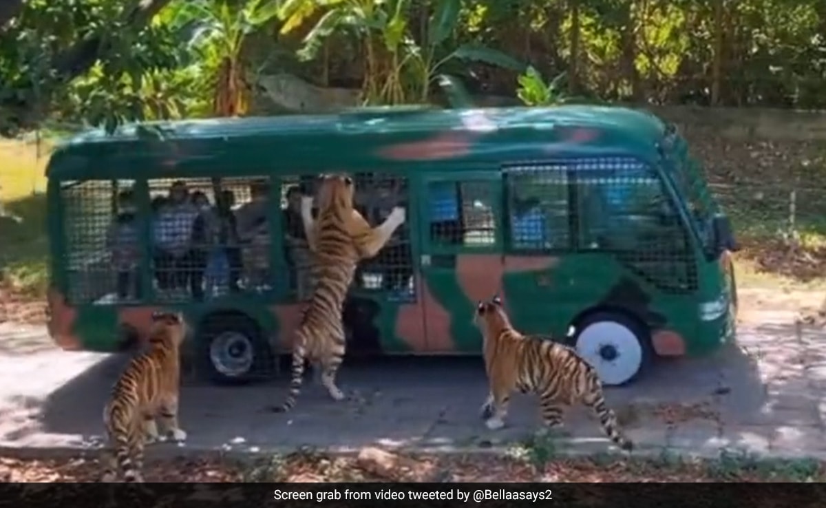 brenda kegley add safari tiger full videos photo