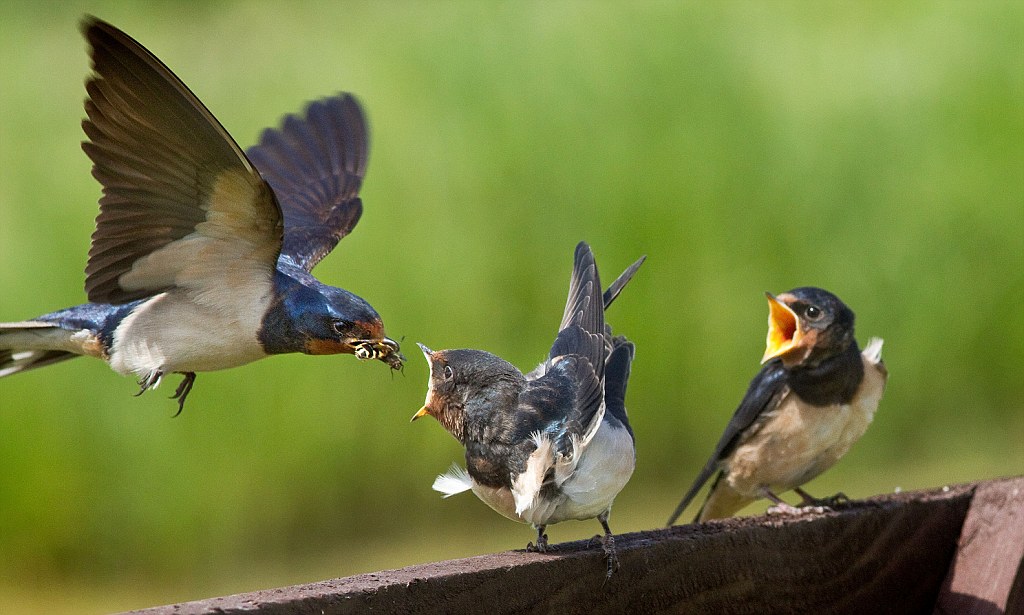 bobby jellison share mother swallows photos