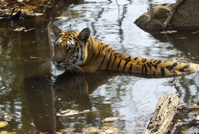 christine nealon recommends safari tiger bbc pic