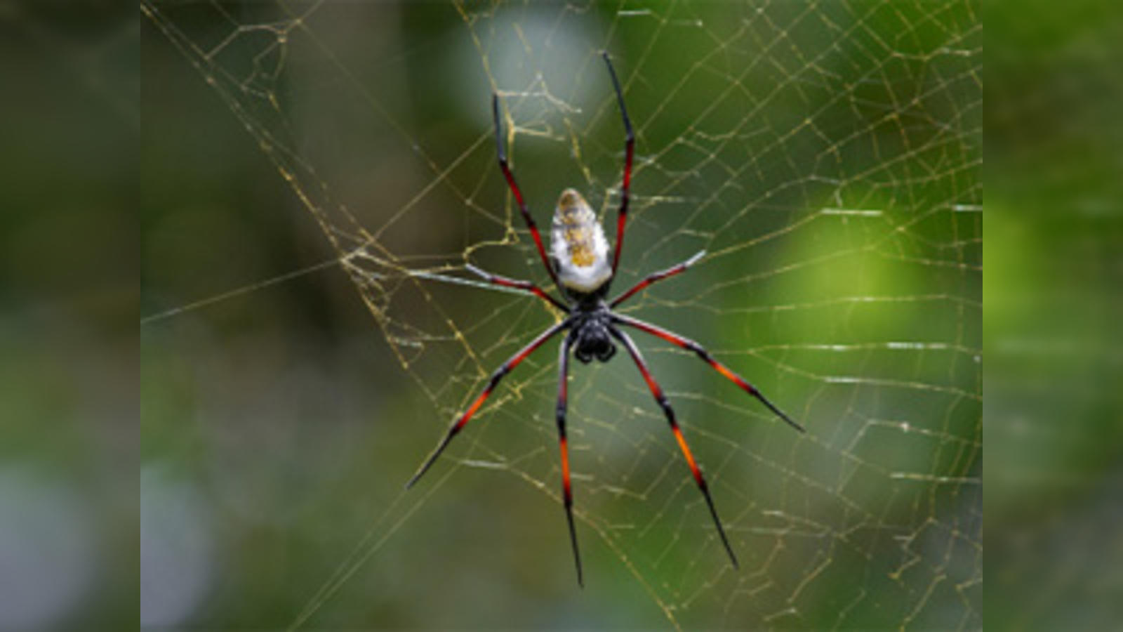aj weigel recommends spiderweb porn pic