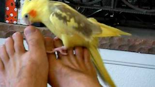 donna borton recommends Bird Masturbating