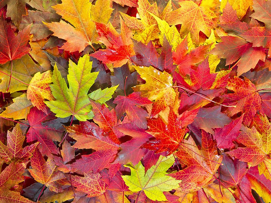 ali ali h add photo colors of autumn porn