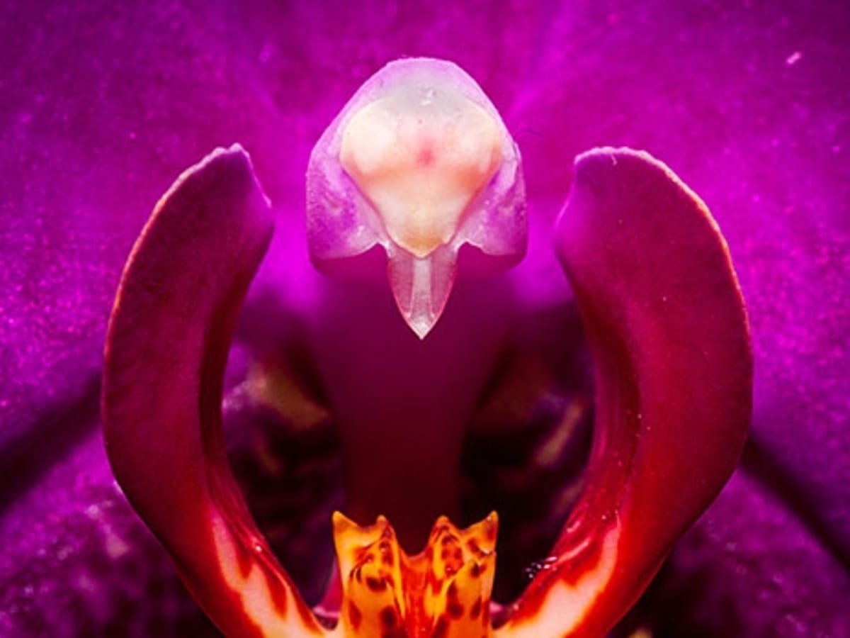 anuj ajmera add photo close up of a clitoris