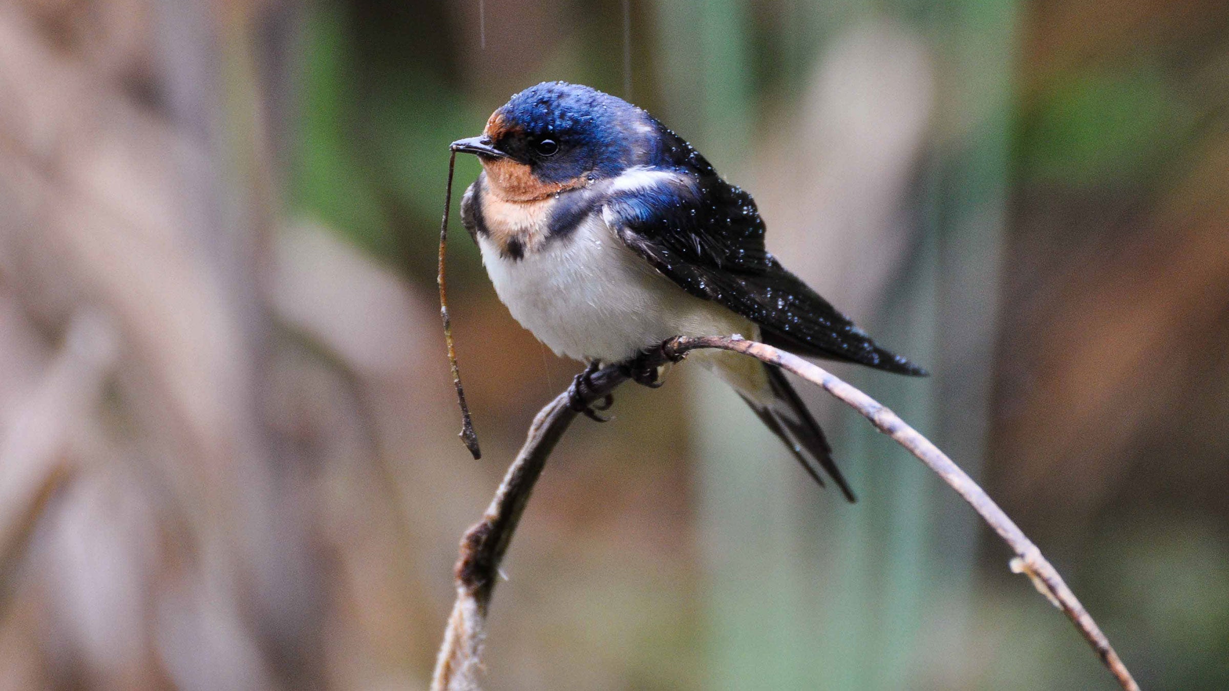 charles mccann recommends Mature Woman Swallows