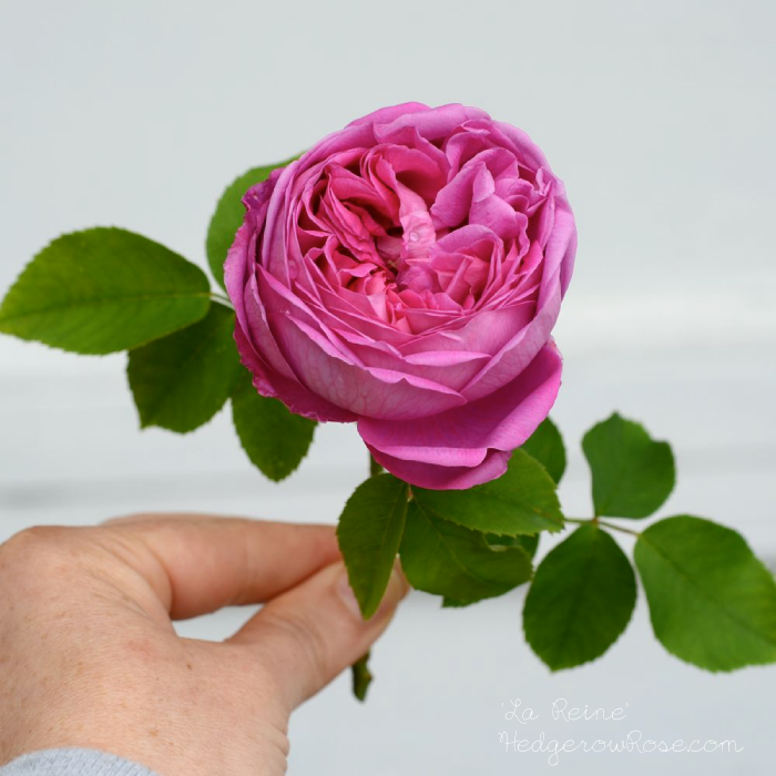 allison ragsdale share rose lareine photos