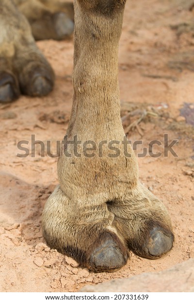 cory kimble share camel toe closeups photos