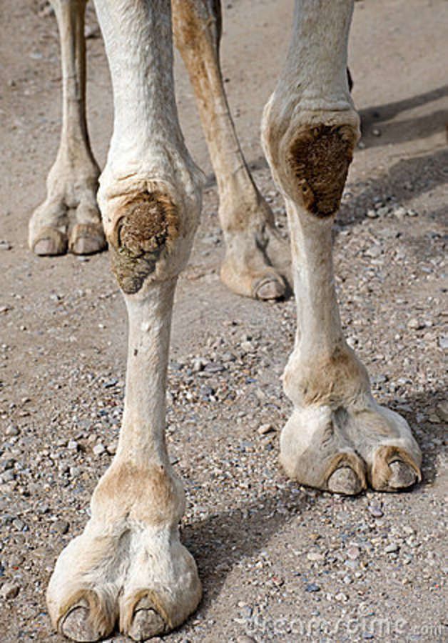 abdulrhman hassan add photo camel toe closeups