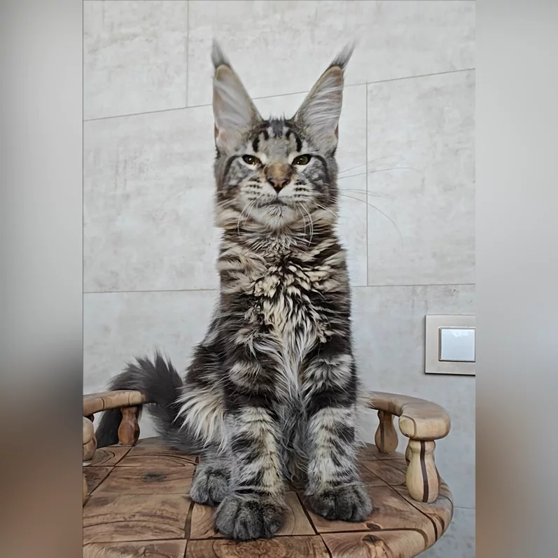 brandon nikola share britno kitten photos