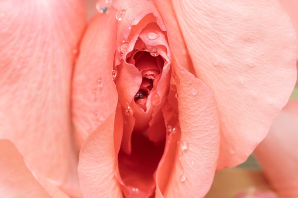 dino lacson add close up of a clitoris photo