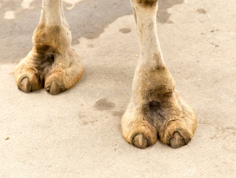 christine modelo recommends camel toe closeups pic
