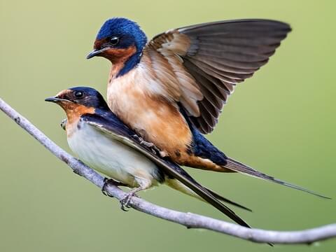 mature swallows