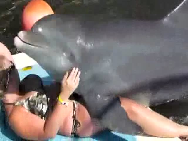 Best of Female dolphin porn