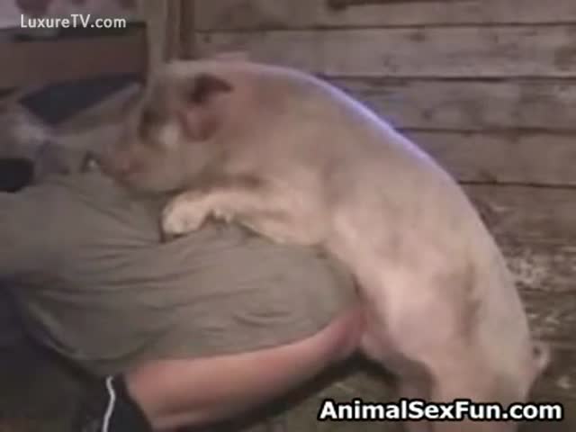 Best of Guy fucks pig