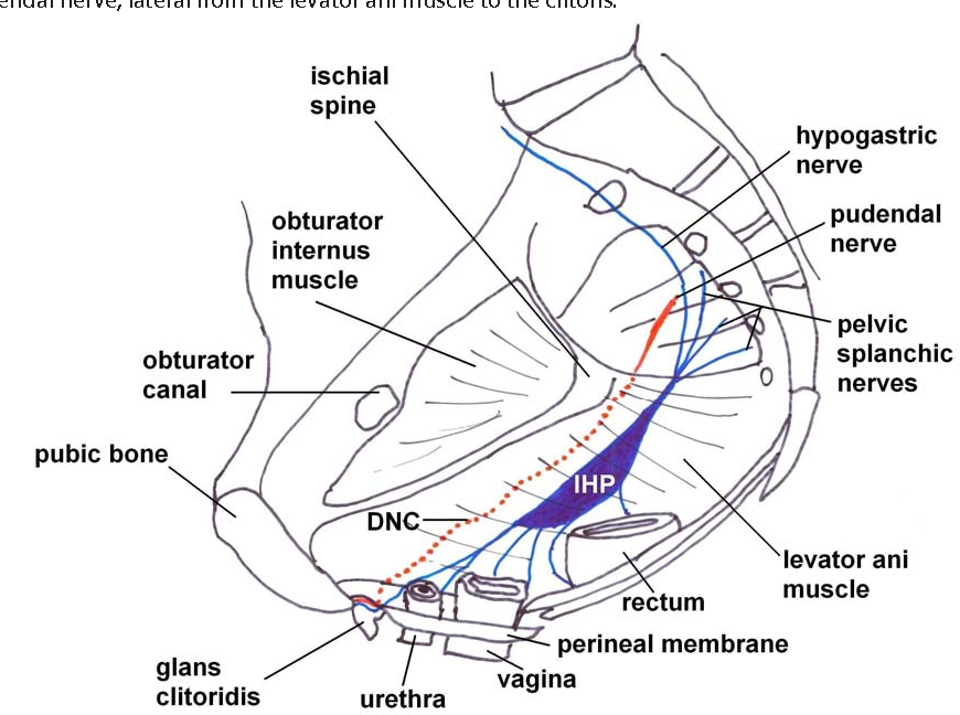 cfnm foot worship