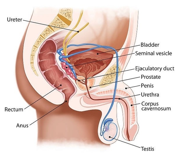 bill hasch recommends prostate stimulation stories pic