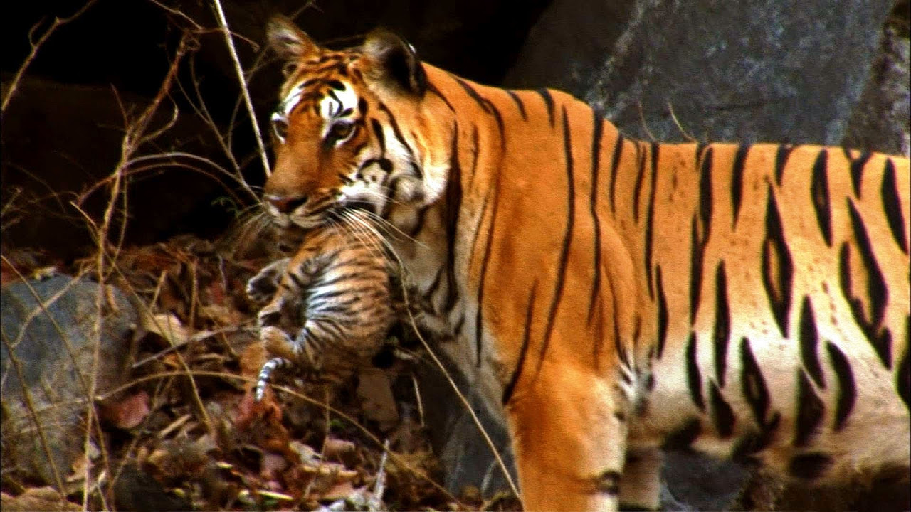 alyssa rey share safari tiger bbc photos