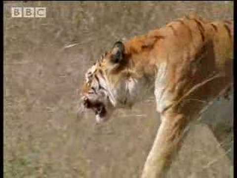 barbara capell add photo safari tiger bbc