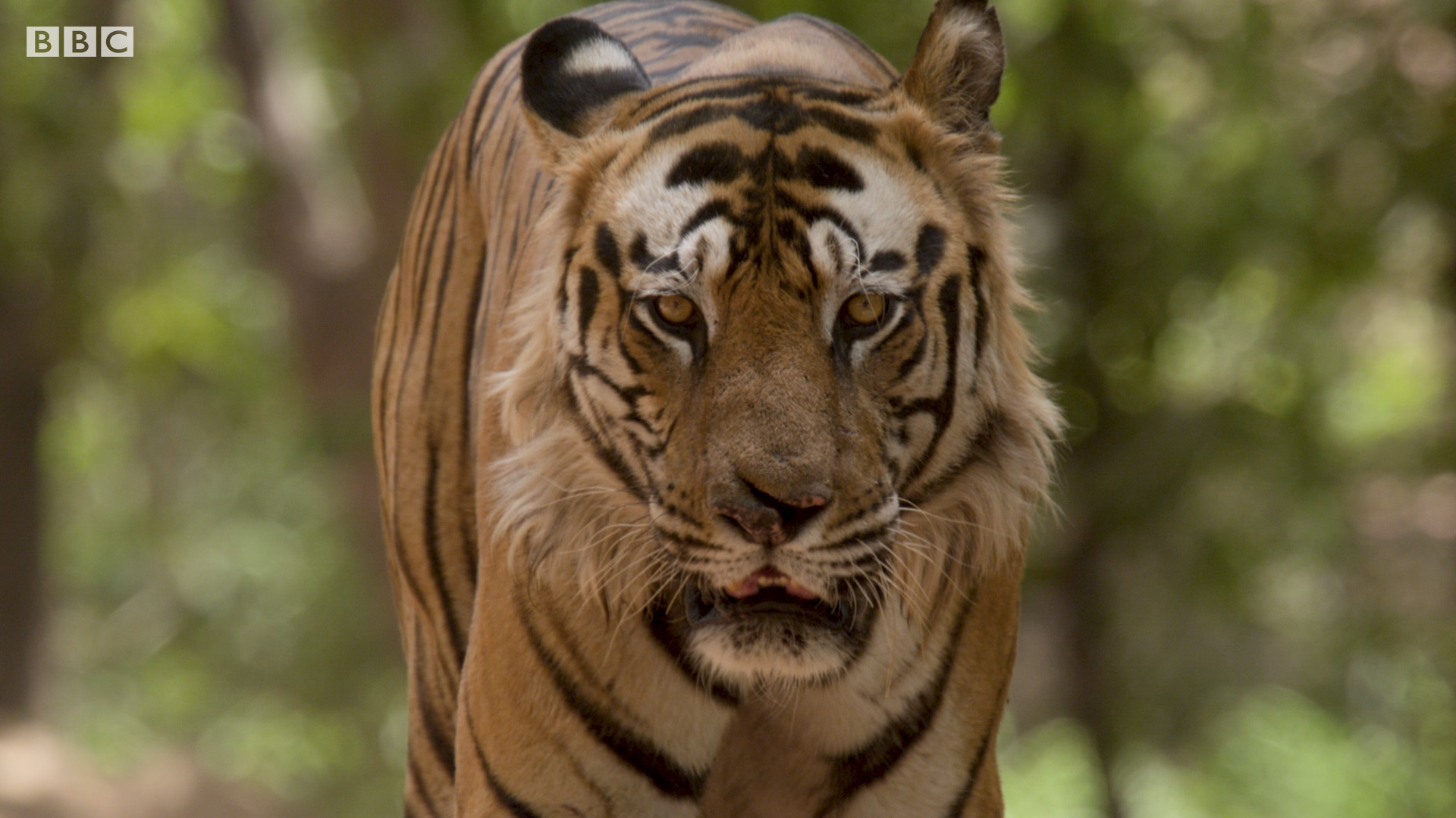 Best of Safari tiger bbc