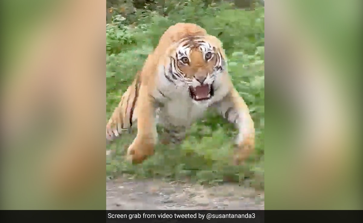 chad heffner add photo safari tiger full videos