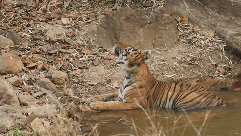 curt groen recommends safari tiger full videos pic