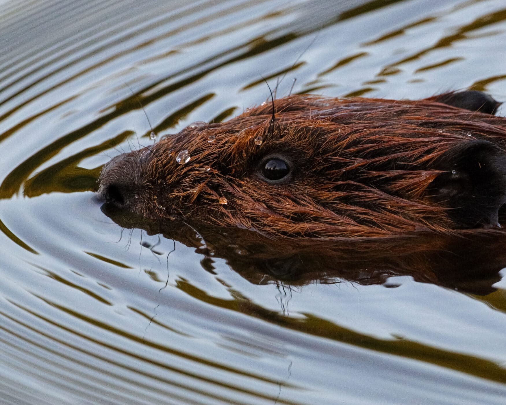 dinesh divakaran add trimmed beaver photo