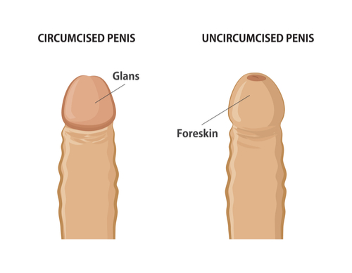 uncircumsized penis sex